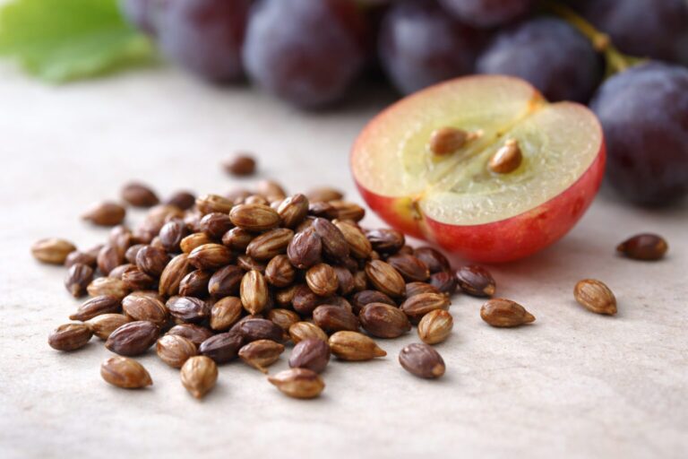 OPC-Traubenkernextrakt